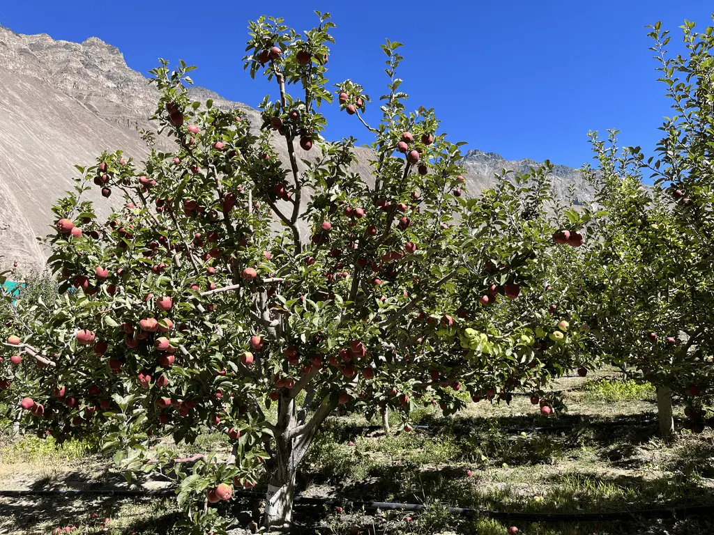 Apple Cultivation Blog Image