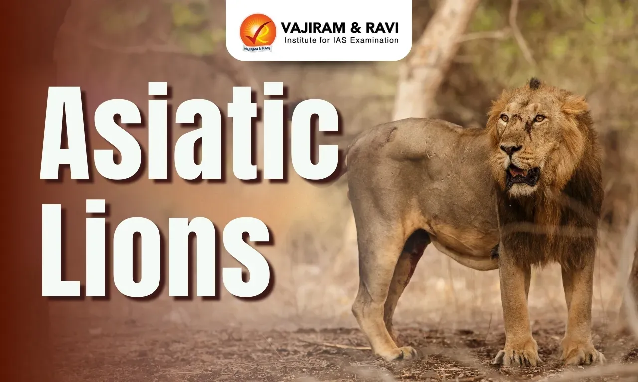 Asiatic Lions Blog Image