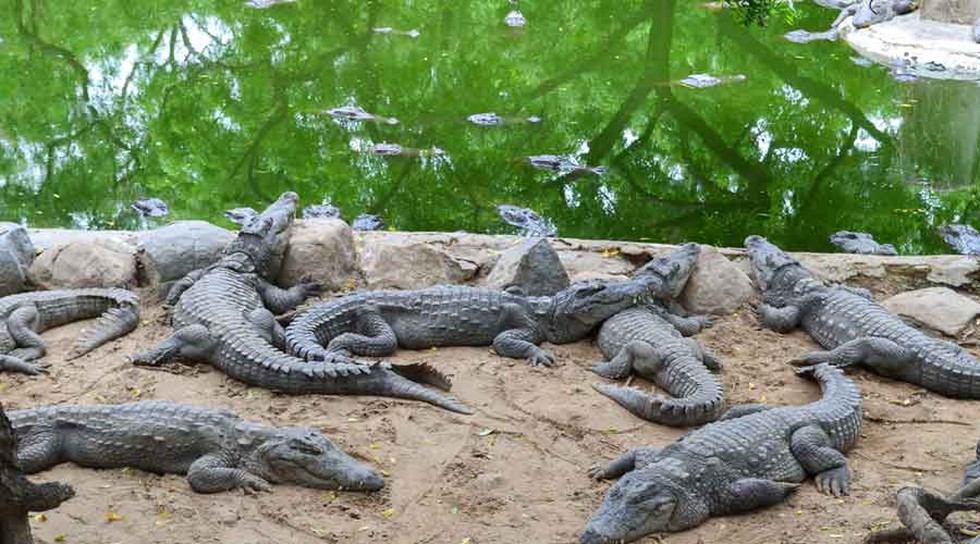 Bhitarkanika National Park Blog Image