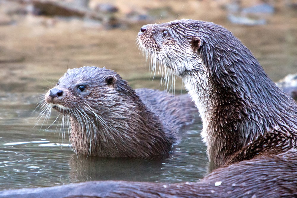 Eurasian Otter Blog Image