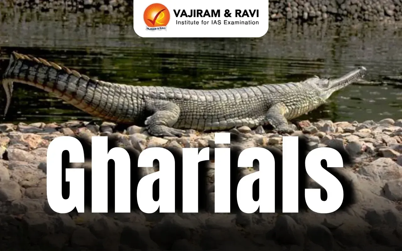 Gharials Blog Image