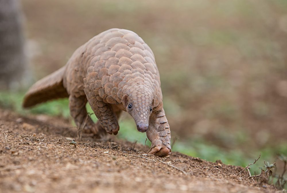 Indian Pangolin Blog Image