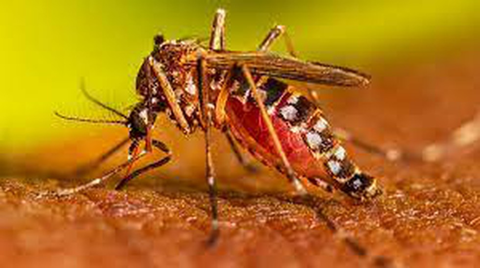 India’s DNA Vaccine against Dengue Blog Image