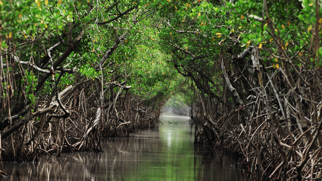 International Day for the Conservation of the Mangrove Ecosystem 2023 Blog Image