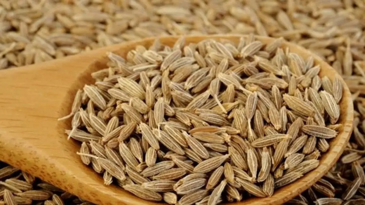 Jeera (Cumin) Cultivation Blog Image