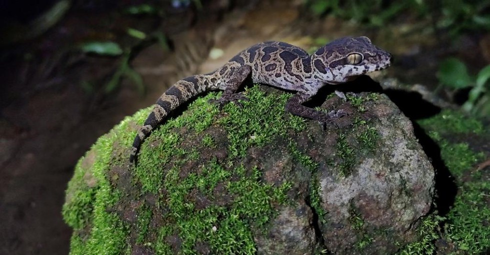 Jeypore Ground Gecko Blog Image