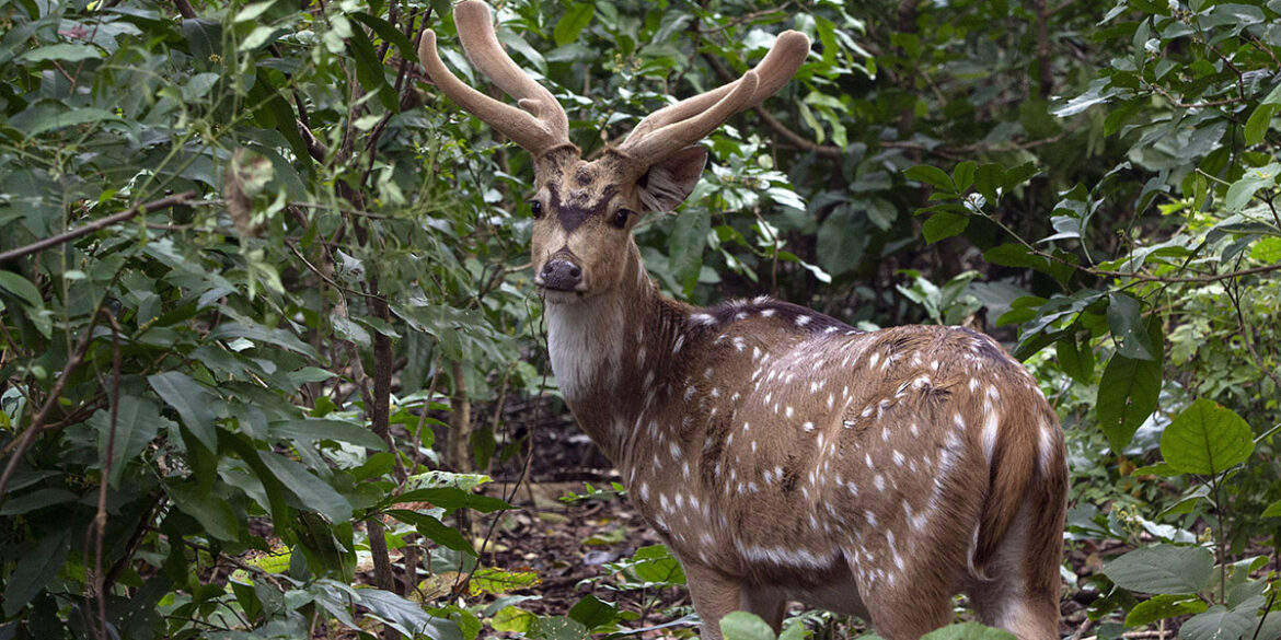 Kalagarh Tiger Reserve (KTR) Blog Image