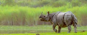 Kaziranga National Park Blog Image