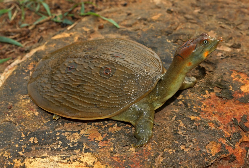 Leith’s Soft-shelled Turtle Blog Image