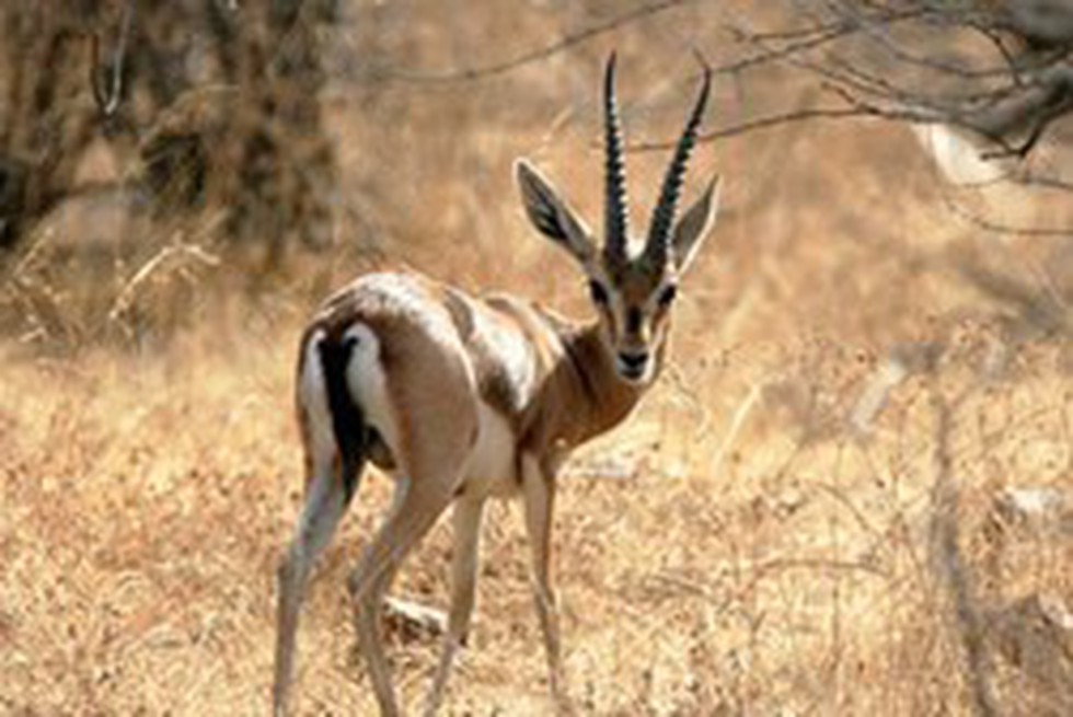 Madhav National Park Blog Image