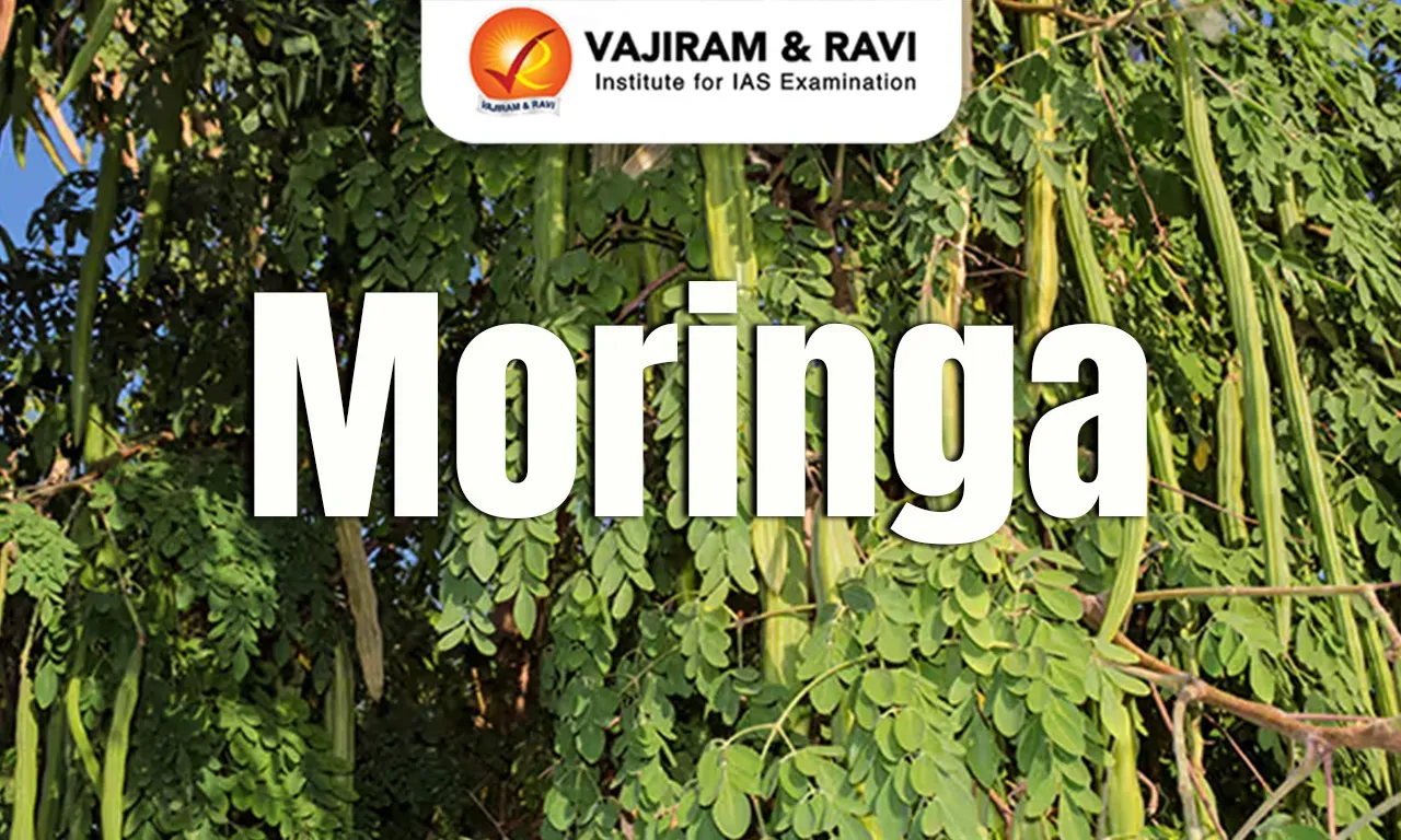 Moringa Blog Image