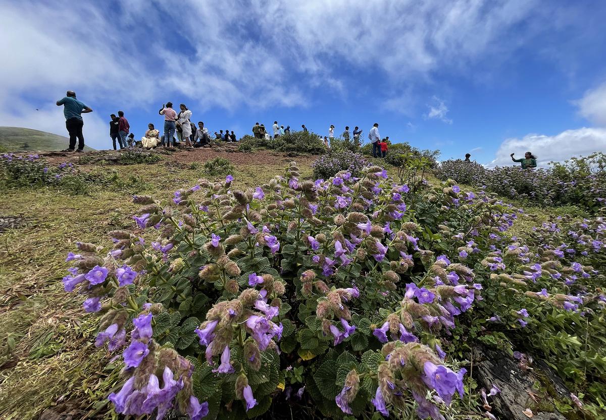 Neelakurinji Flower Blooms Blog Image