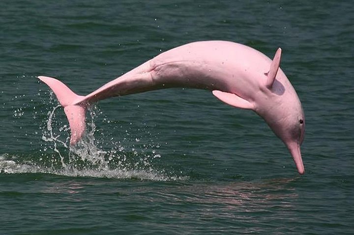 What is Pink Dolphin? Blog Image