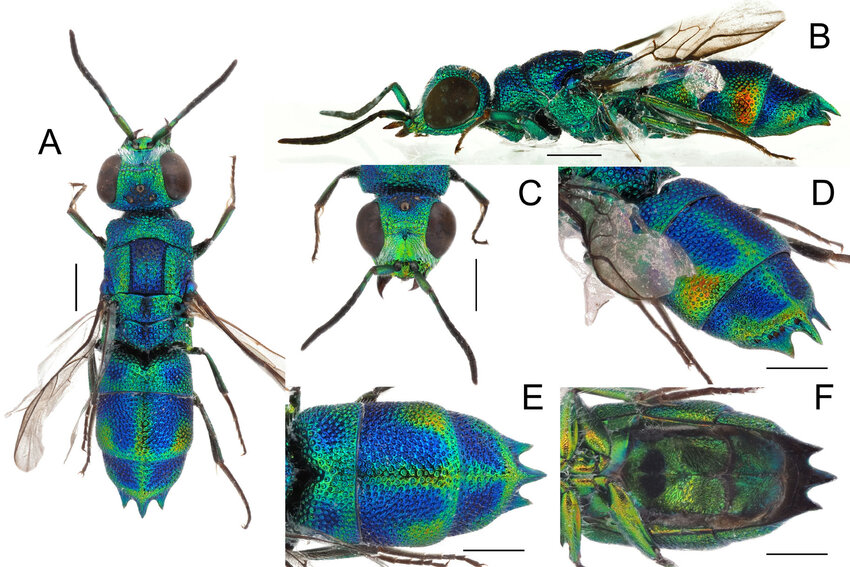 Trichrysis poseidonia Blog Image