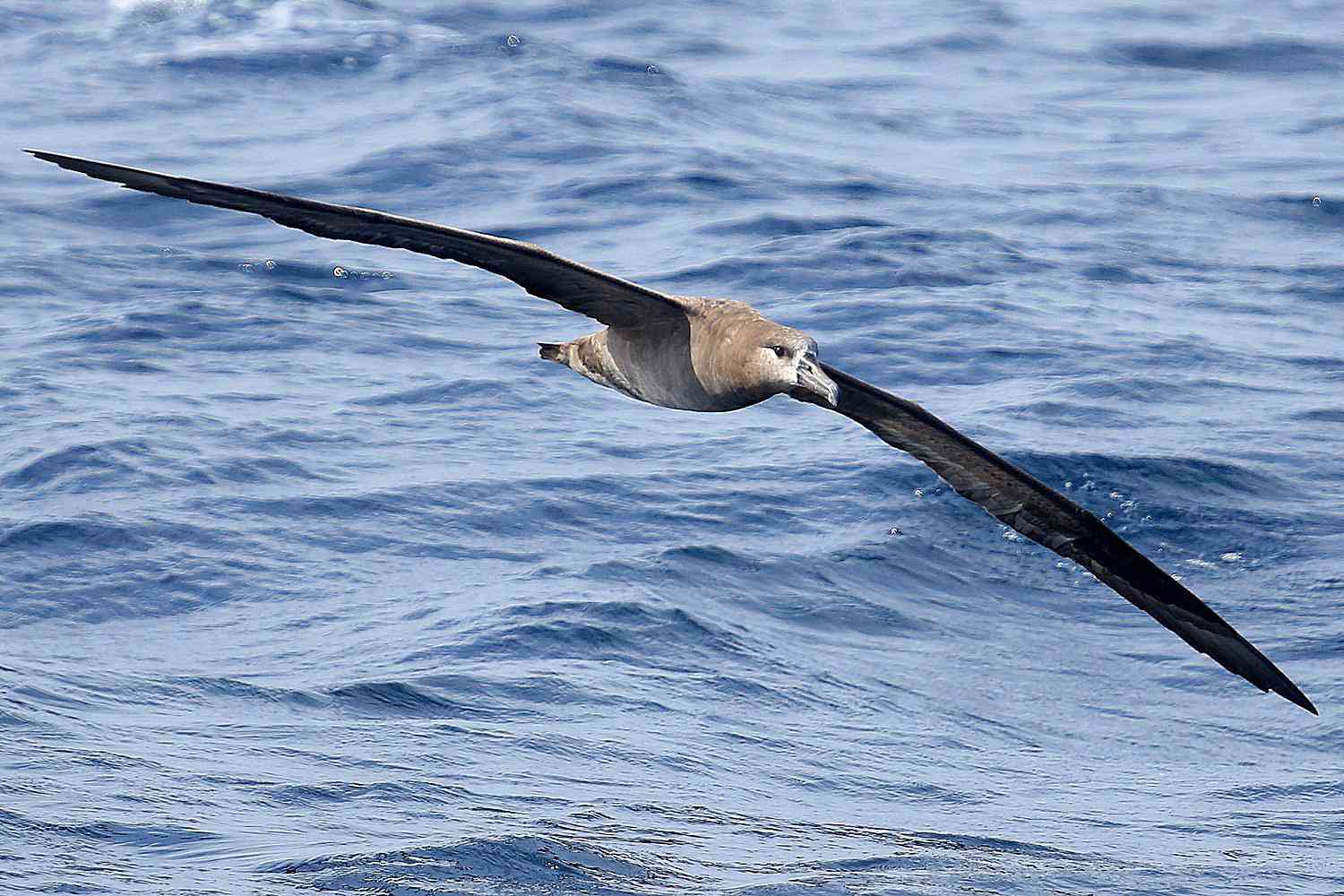 What are Pelagic Birds? Blog Image