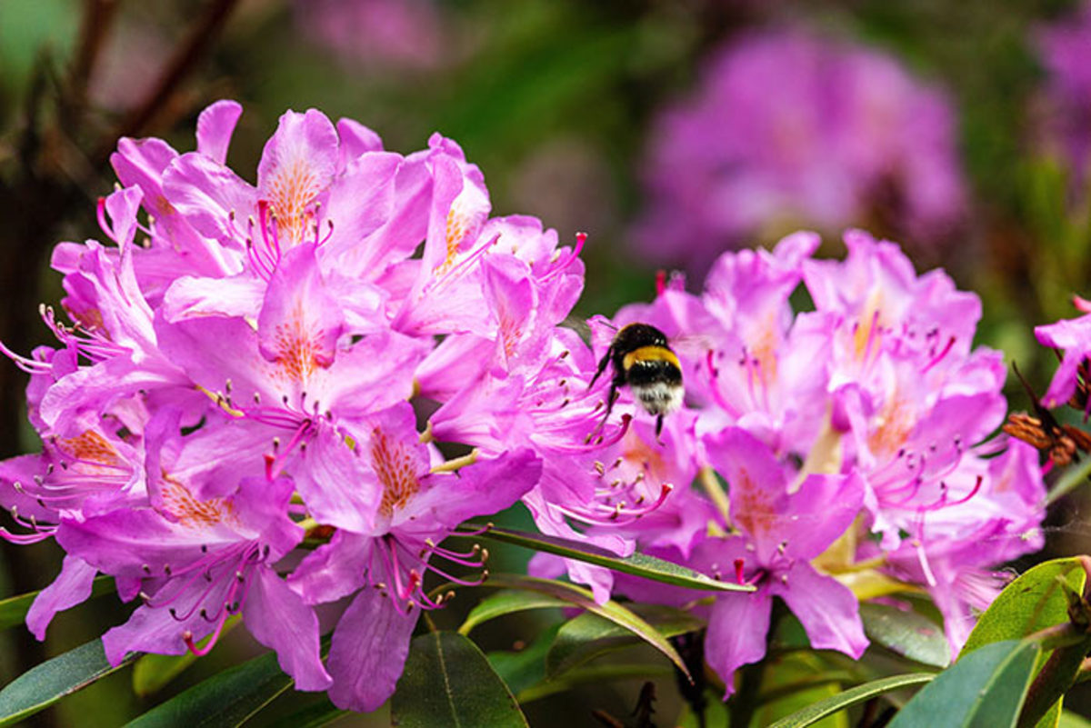 What are Rhododendrons? Blog Image