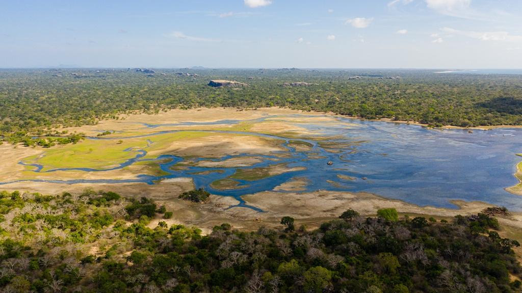 What are Salt marshes? Blog Image