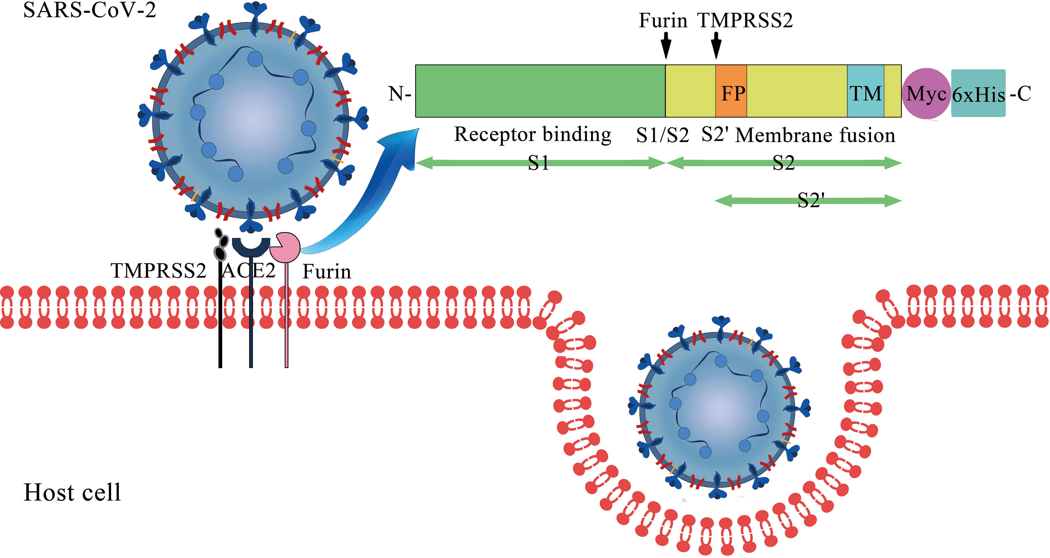 What is ACE2 Enzyme? Blog Image