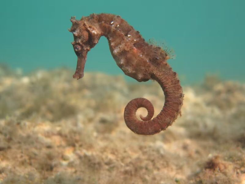 Great Seahorse Blog Image