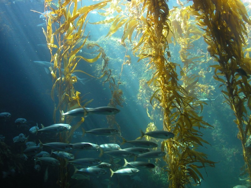 What are Kelp forests? Blog Image