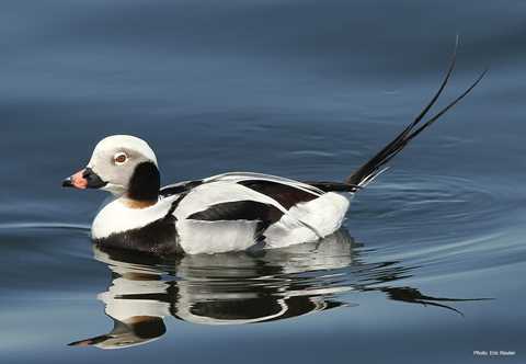 Long-tailed Ducks Blog Image