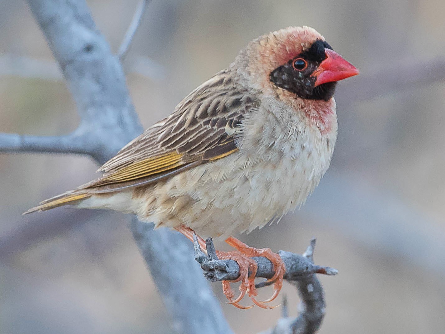 Red-Billed Quelea Blog Image