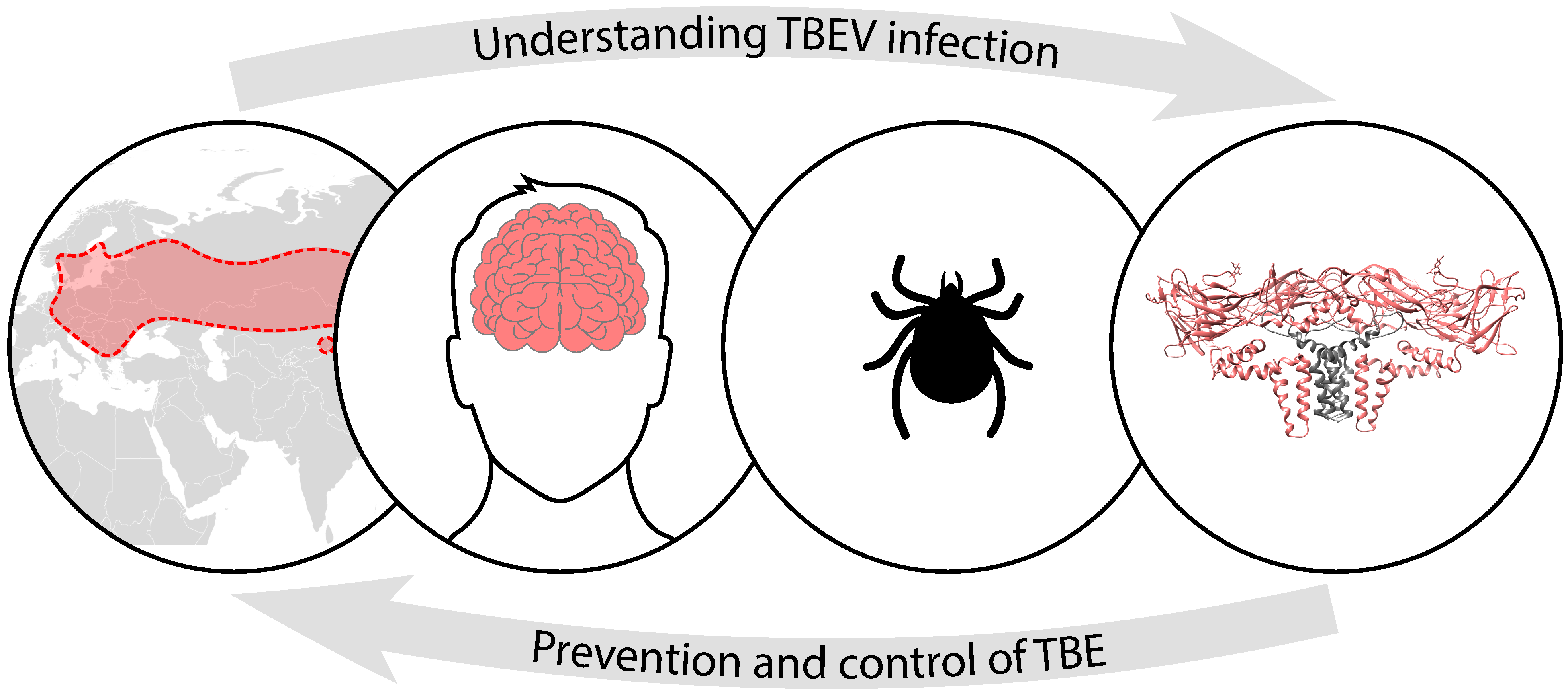 Tick-borne Encephalitis Blog Image