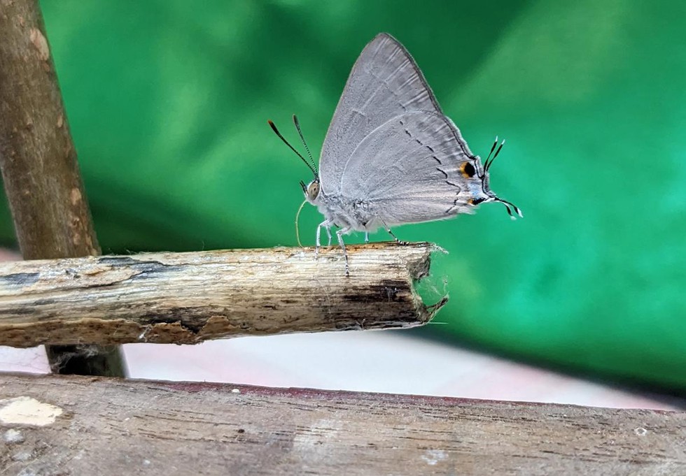 White Tufted Royal Butterfly Blog Image