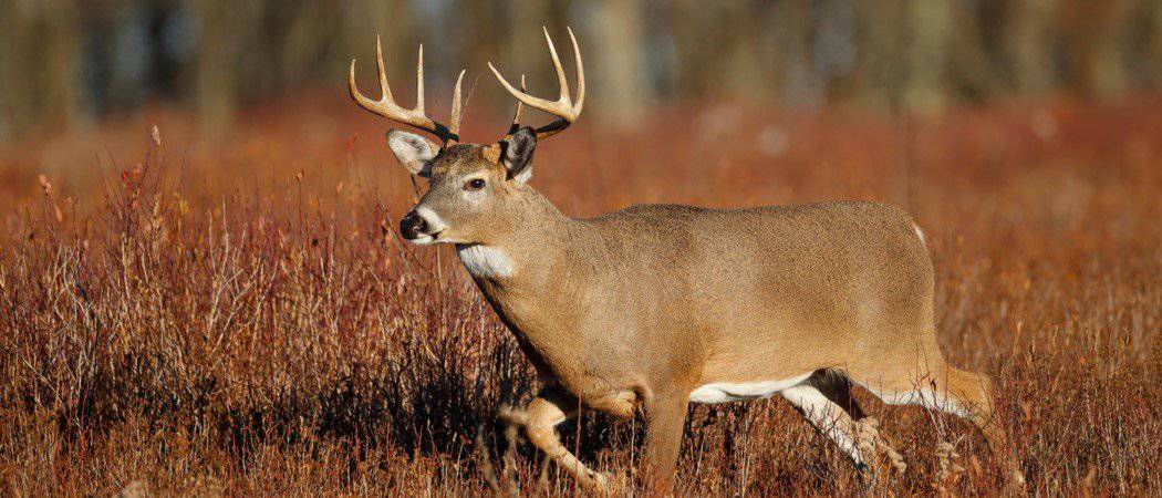 White-tailed deer Blog Image