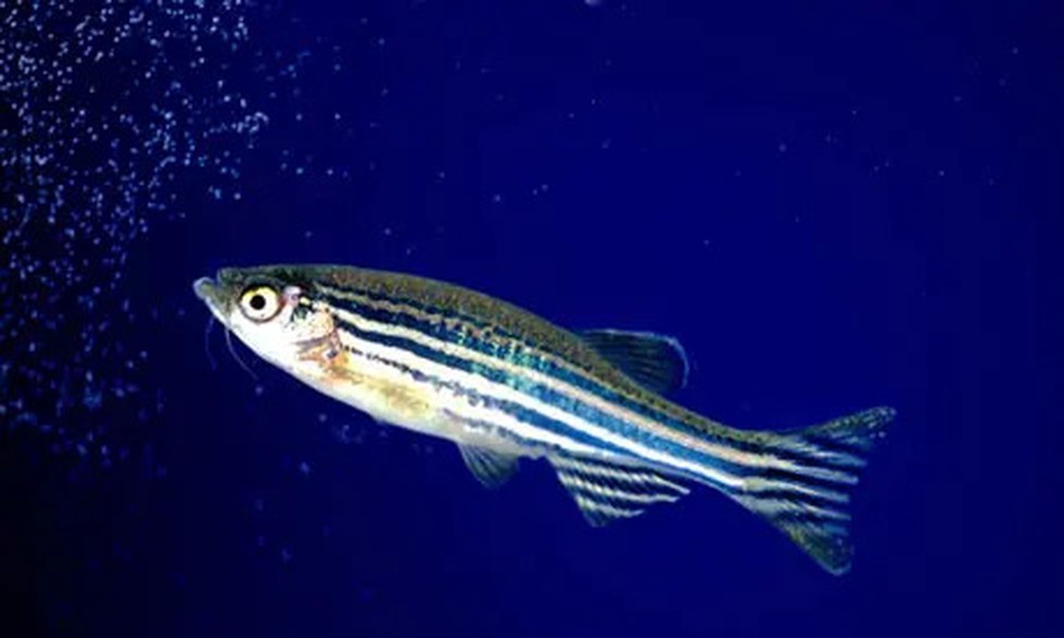 Zebrafish Blog Image